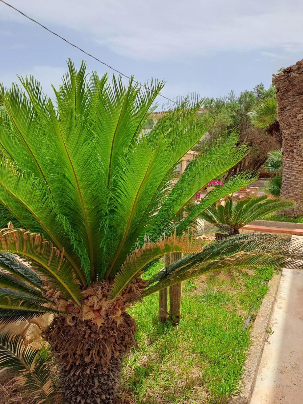 Villa Sul Mare Palazzolo Trappeto  Dış mekan fotoğraf